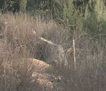 Una nueva incusi&oacuten israel&iacute en el sur del L&iacutebano