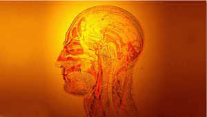 Un escaneo del cerebro podr&iacutea revelar el nivel de inteligencia