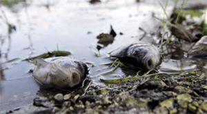 El Danubio rojo: juicio a los responsables del vertido