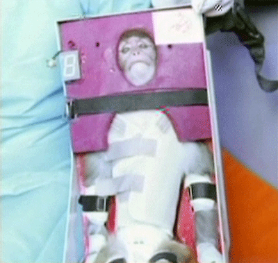 Irán lanza un chimpancé al espacio exitosamente