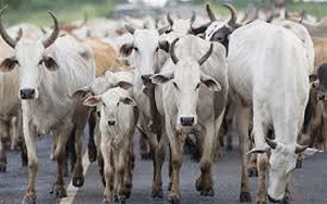 Veto a la importaciones de vacuno brasileño