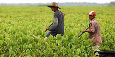 Gobierno de Colombia y FARC alcanzan un acuerdo de desarrollo agrario