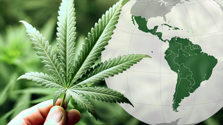 Uruguay recibe solicitudes internacionales de compra de marihuana