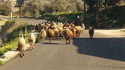 “Israel” no asusta ni a un rebaño