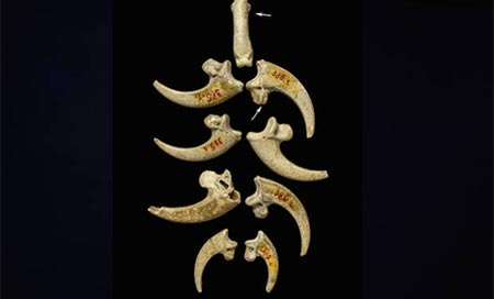 Hallan joyas fabricadas por los neandertales hace 130.000 años