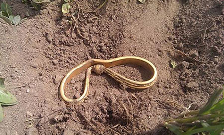 Encuentran el mayor tesoro de oro de la época vikinga