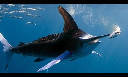Encuentran restos de un pez espada de hace 100 millones de años 