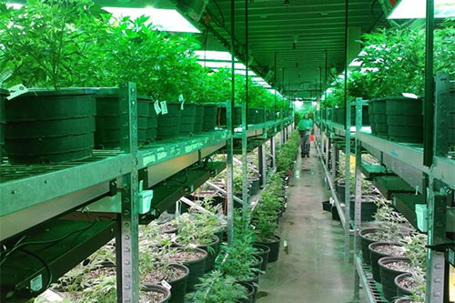 El cultivo de plantas de marihuana ya no se castiga en México