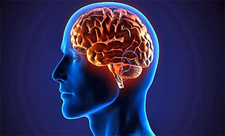 Descubren que el cerebro tiene vasos linfáticos