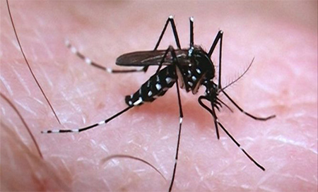 El zika podría ayudar en el tratamiento del cáncer cerebral