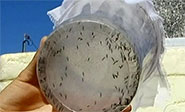 Ej&eacute;rcito de mosquitos transg&eacute;nicos para erradicar epidemias