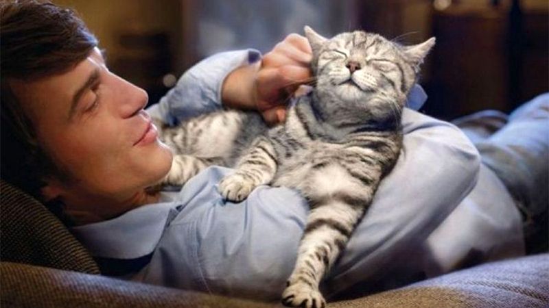 La relaci&oacute;n entre el par&aacute;sito del gato y la esquizofrenia