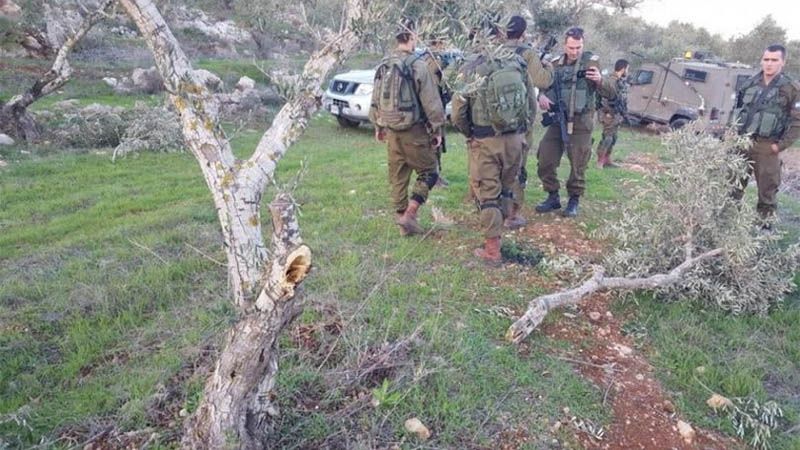 Colonos jud&iacute;os cortan m&aacute;s de 150 olivos en un pueblo palestino de Cisjordania