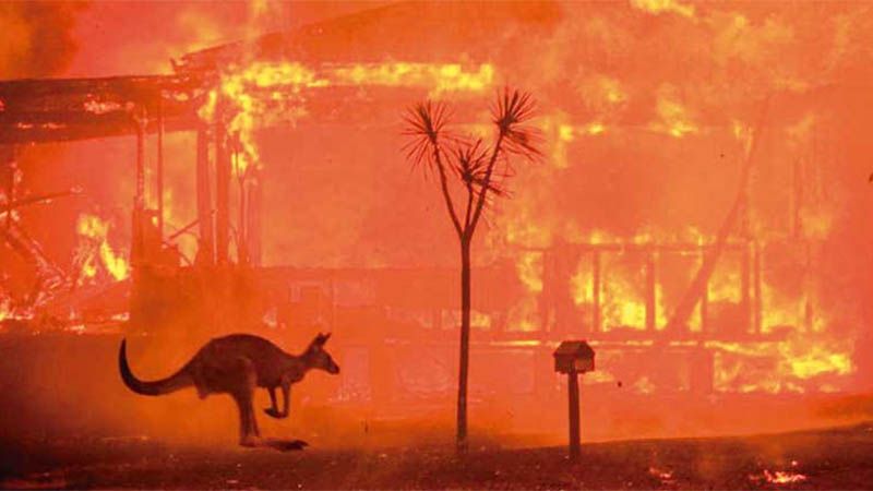 M&aacute;s de mil millones de animales murieron en los incendios forestales en Australia