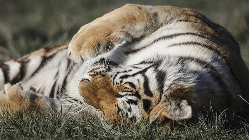 Una tigresa malaya en Nueva York da positivo por COVID-19