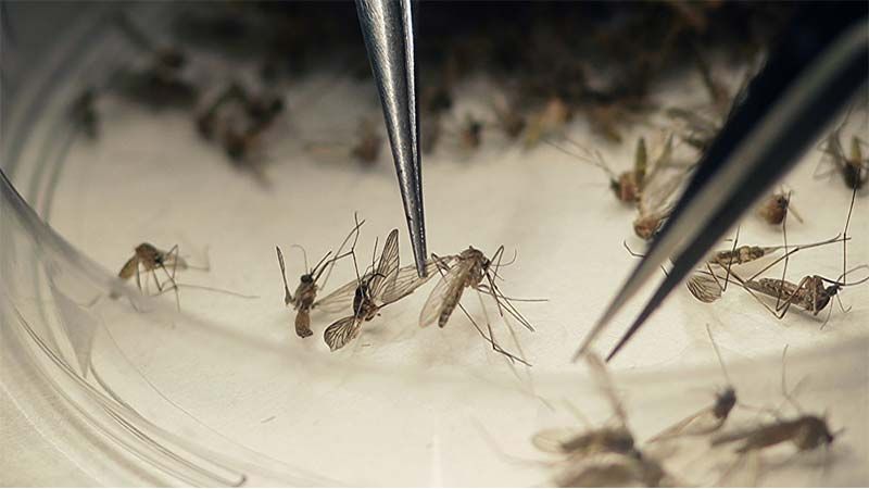 Florida liberar&aacute; 750 millones de mosquitos modificados gen&eacute;ticamente