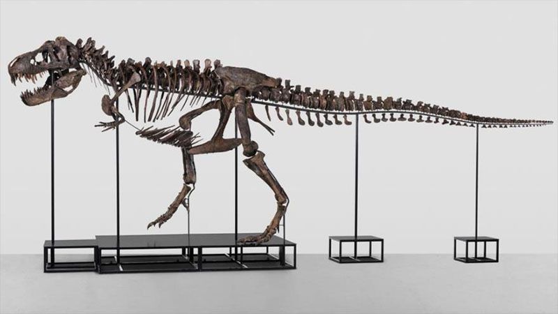 Descubren en China una especie de dinosaurio desconocida