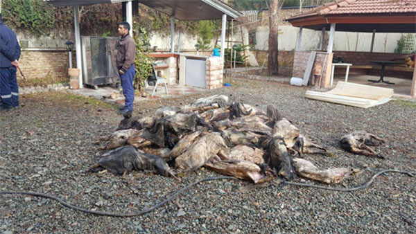 Primeras im&aacute;genes del avi&oacute;n iran&iacute; siniestrado cerca de Teher&aacute;n